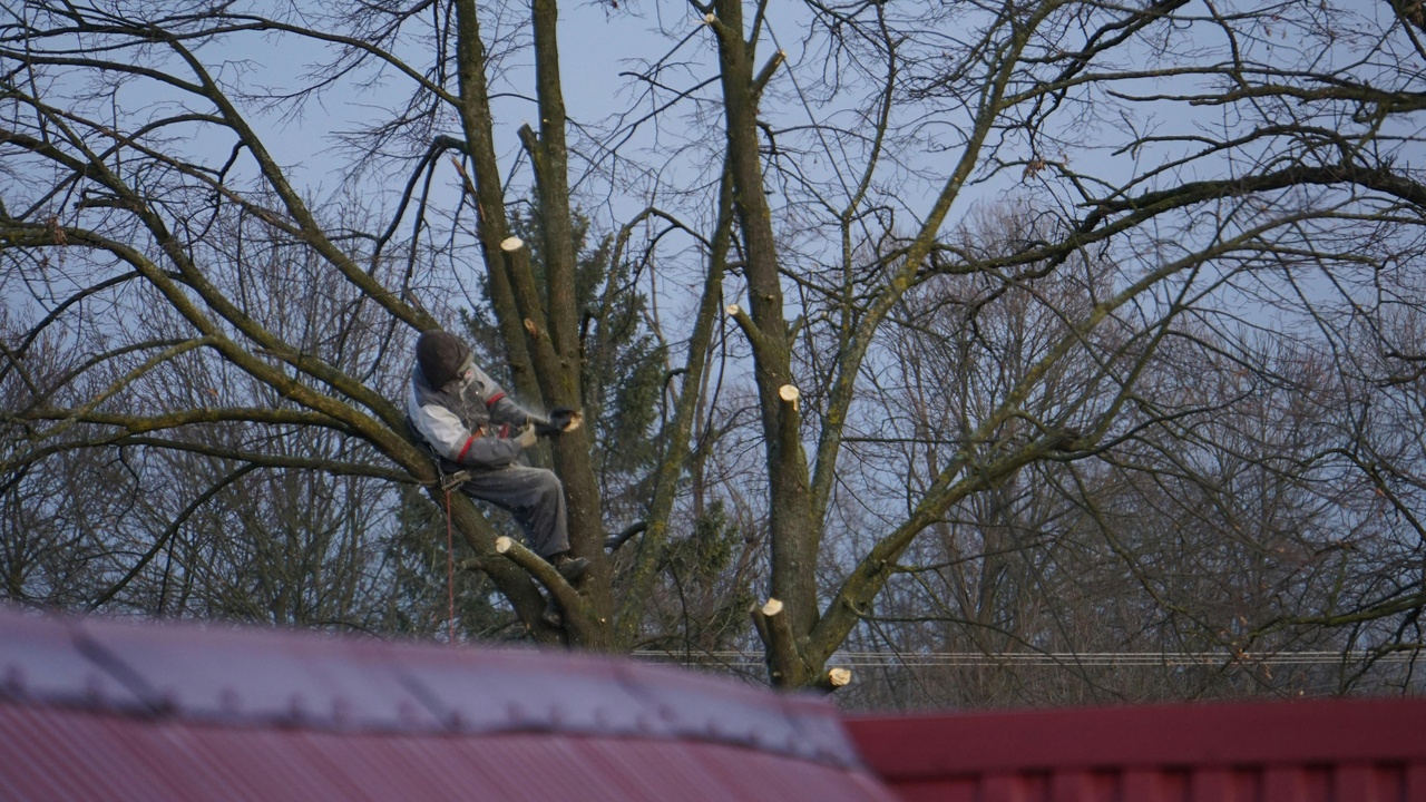Arborist making a clean pruning cut on a diseased branch to improve tree health