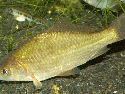 Prussian carp