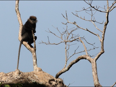 Purple-faced langur