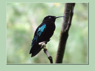 Purple-throated Carib