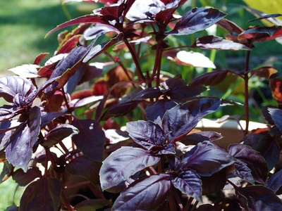 Purple basil