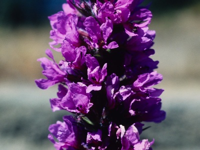 Purple loosestrife