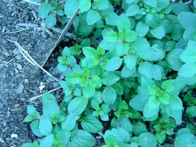 Purple oregano