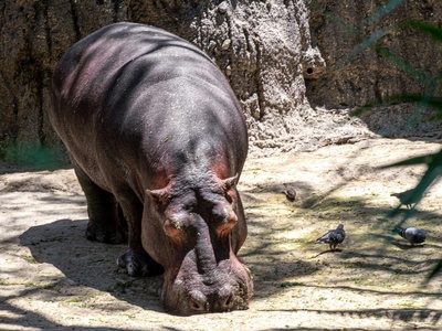 Pygmy hippopotamus