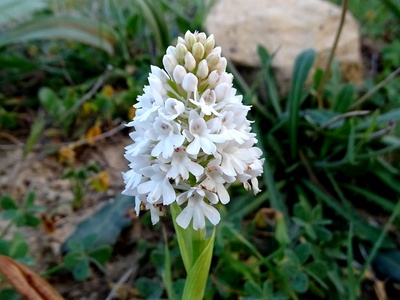 Pyramidal orchid (Pyramiden-Hundswurz)