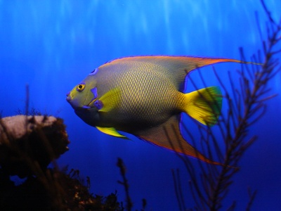 Queen angelfish