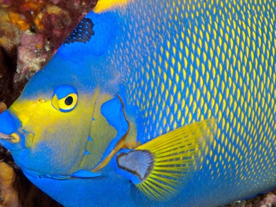 Queen angelfish