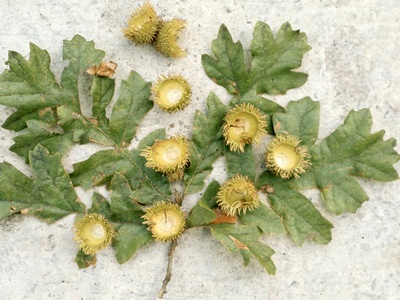 Quercus cerris (Turkey oak)