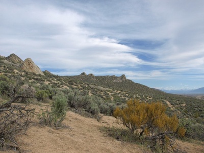 Rabbitbrush (desert tea)