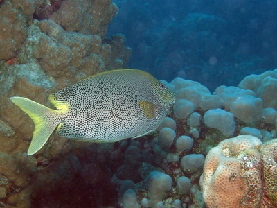 Rabbitfish