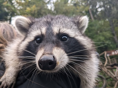 Raccoon