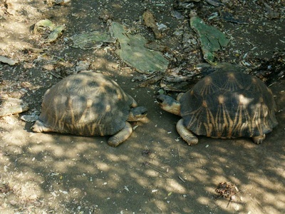 Radiated tortoise