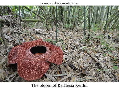 Rafflesia (Keith's)