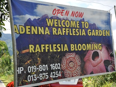 Rafflesia (Price's)