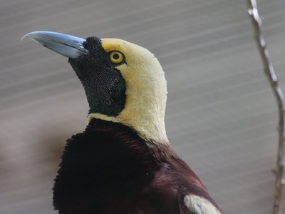 Raggiana bird-of-paradise