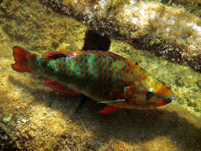 Rainbow parrotfish