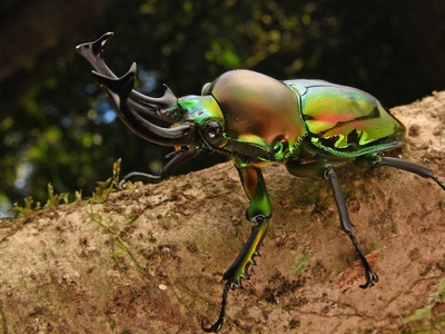 Rainbow stag beetle