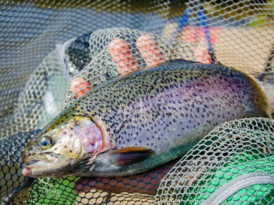 Rainbow trout