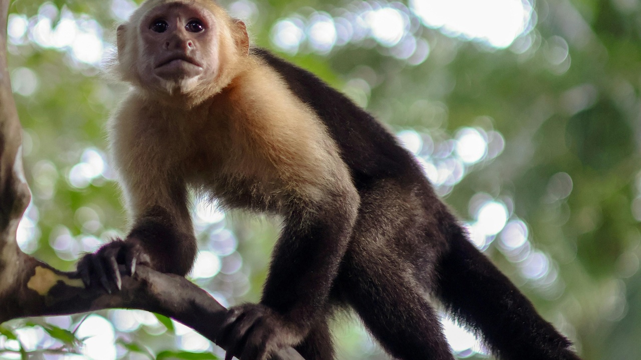 Panama rainforest mammals: jaguar silhouette among trees