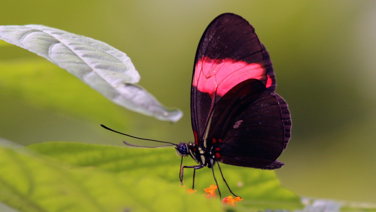Heliconius butterfly on a rainforest flower with streamside vegetation in Trinidad