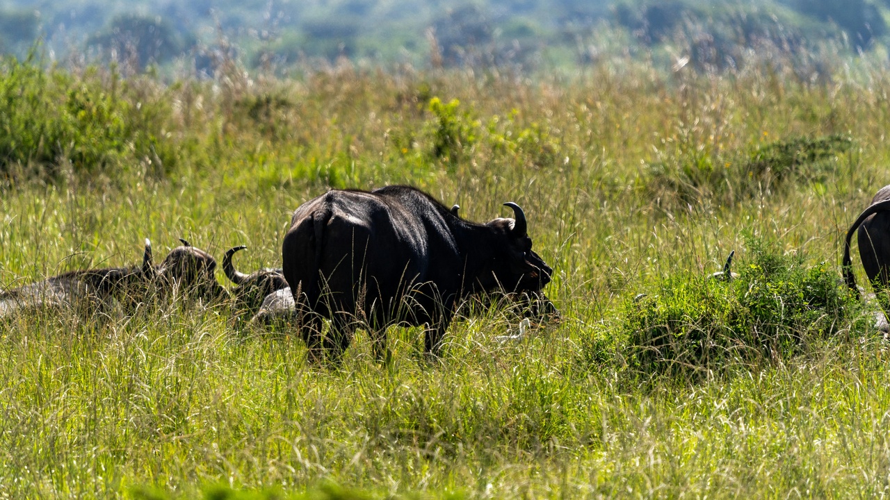 American bison herd in Yellowstone with snowy plains