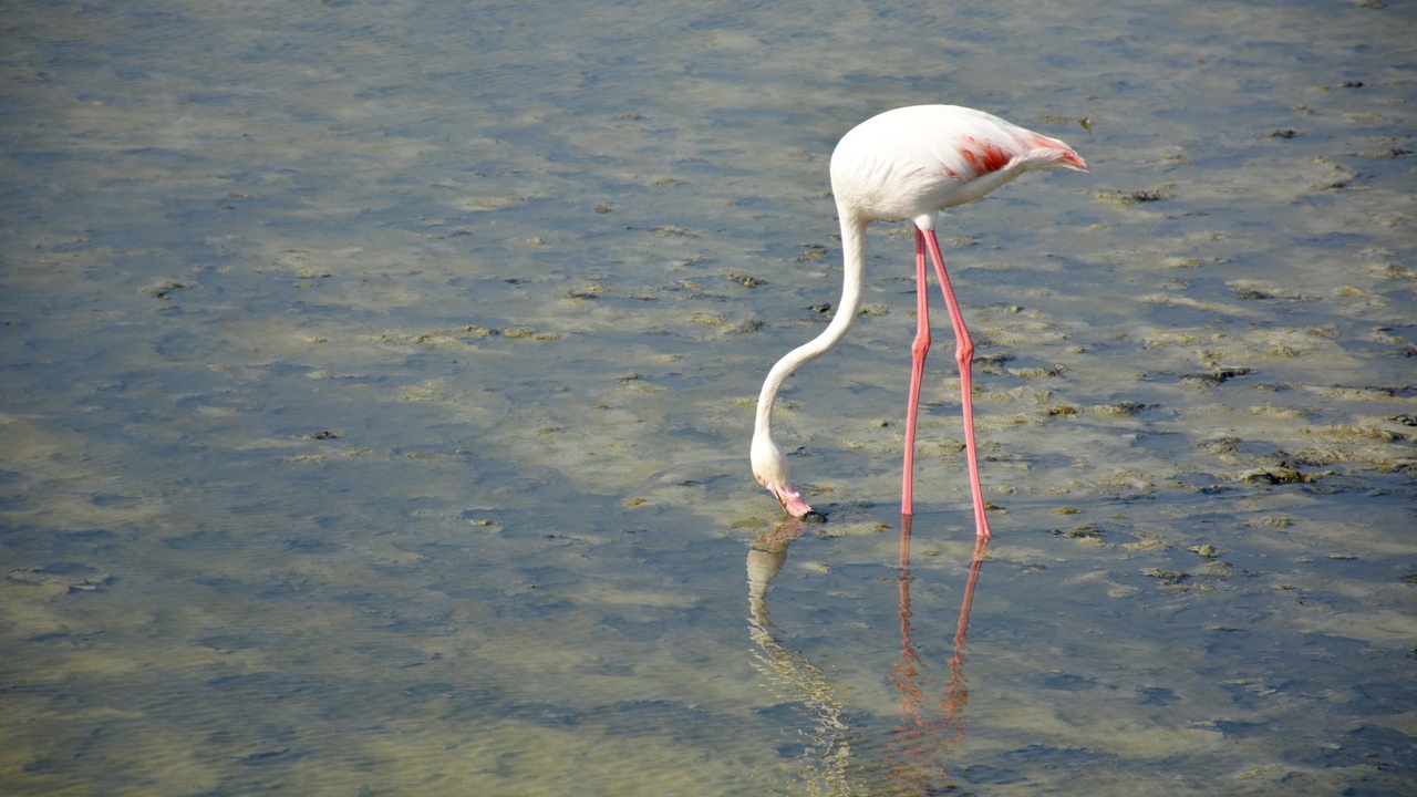 Greater flamingos feeding in shallow waters at Ras Al Khor Wildlife Sanctuary, Dubai.