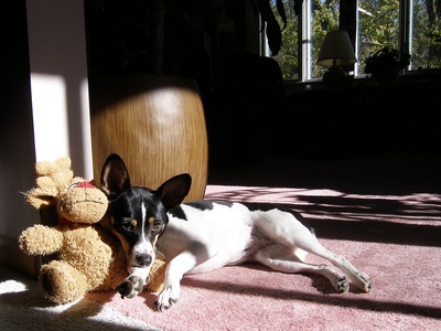 Rat Terrier