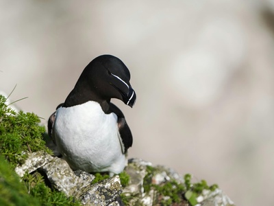 Razorbill