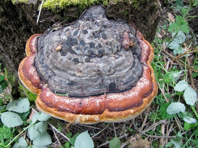 Red-belted Polypore