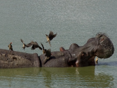 Red-billed oxpecker