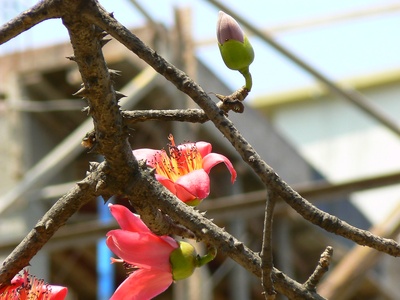 Red-flowered kapok