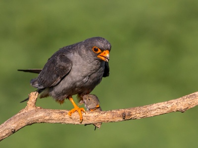 Red-footed Falcon