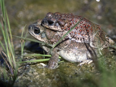 Red-spotted Toad