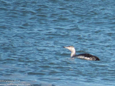 Red-throated diver (loon)