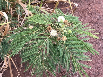 Red acacia