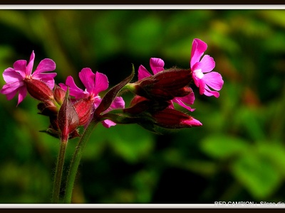 Red campion