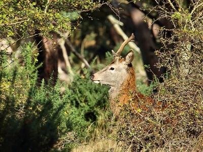 Red deer