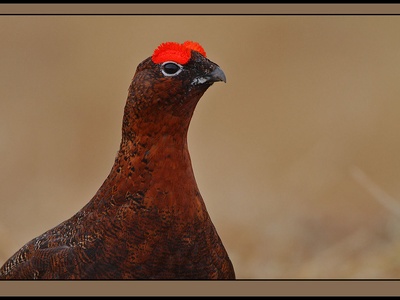 Red grouse