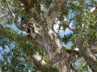 Red gum eucalyptus