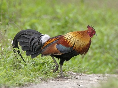 Red Junglefowl