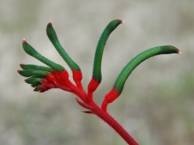 Red kangaroo paw