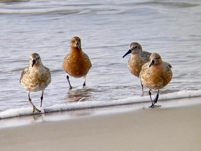 Red knot
