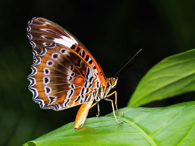 Red Lacewing