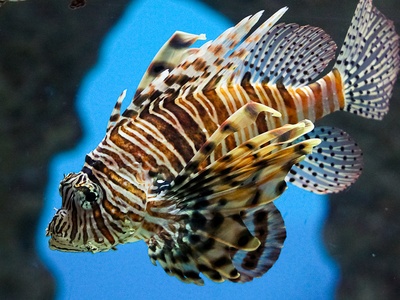 Red lionfish