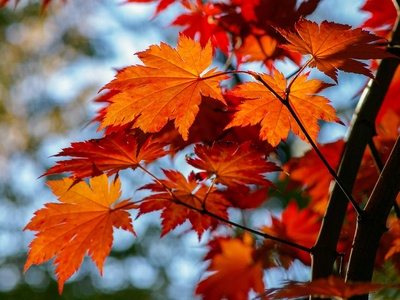 Red maple