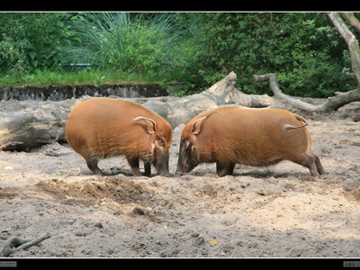 Red river hog