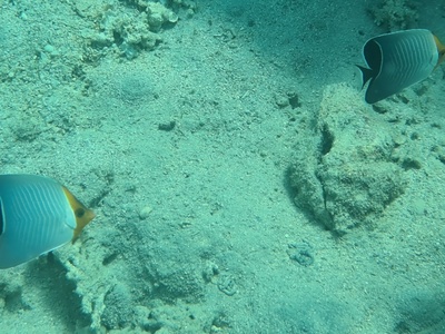 Red Sea butterflyfish