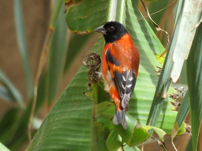 Red siskin