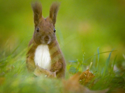 Red squirrel