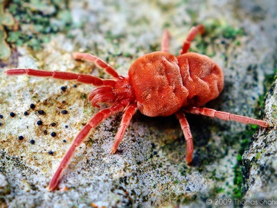 Red velvet mite
